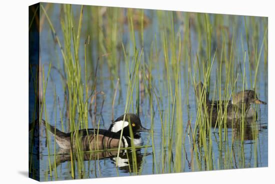 Pair of Hooded Mergansers, Lophodytes Cucullatus, Viera Wetlands, Florida, Usa-Maresa Pryor-Premier Image Canvas