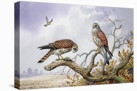 Pair of Kestrels-Carl Donner-Premier Image Canvas