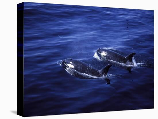 Pair of Killer Whales in the Indian Ocean-Mark Hannaford-Premier Image Canvas
