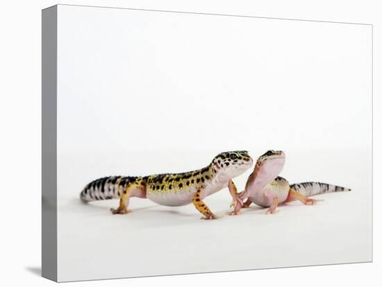 Pair of Leopard Geckos-Petra Wegner-Premier Image Canvas