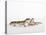 Pair of Leopard Geckos-Petra Wegner-Premier Image Canvas