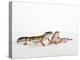 Pair of Leopard Geckos-Petra Wegner-Premier Image Canvas