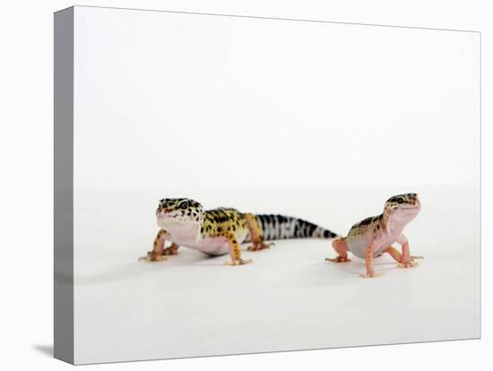 Pair of Leopard Geckos-Petra Wegner-Premier Image Canvas