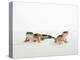 Pair of Leopard Geckos-Petra Wegner-Premier Image Canvas