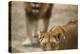 Pair of lions (Panthera leo), Serengeti National Park, Tanzania, East Africa, Africa-Ashley Morgan-Premier Image Canvas
