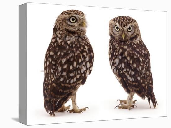 Pair of Little Owls-Jane Burton-Premier Image Canvas
