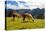 Pair of Llamas in the Peruvian Andes Mountains-flocu-Premier Image Canvas