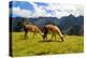 Pair of Llamas in the Peruvian Andes Mountains-flocu-Premier Image Canvas