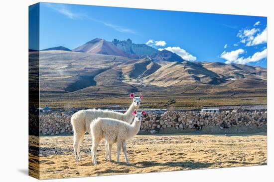 Pair of Llamas-jkraft5-Premier Image Canvas