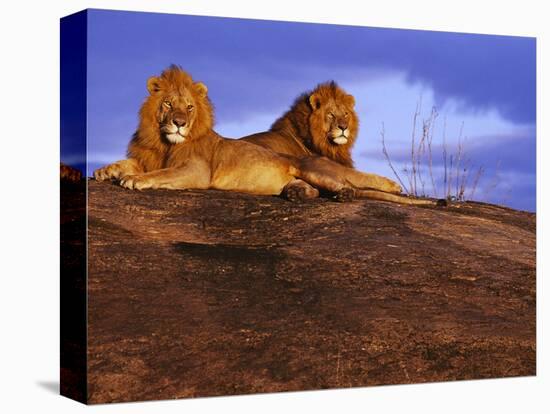 Pair of Male African Lions at Dawn-Joe McDonald-Premier Image Canvas