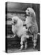Pair of Miniature Poodles Owned by Thomas from the Fircot Kennel-Thomas Fall-Premier Image Canvas