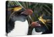 Pair of Nesting Macaroni Penguins-W^ Perry Conway-Premier Image Canvas