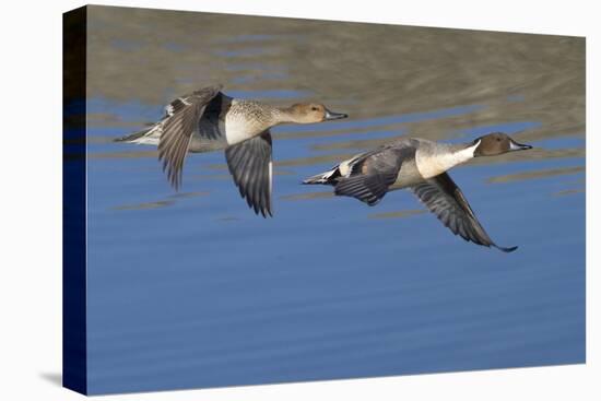 Pair of Northern Pintails in Flight-Hal Beral-Premier Image Canvas