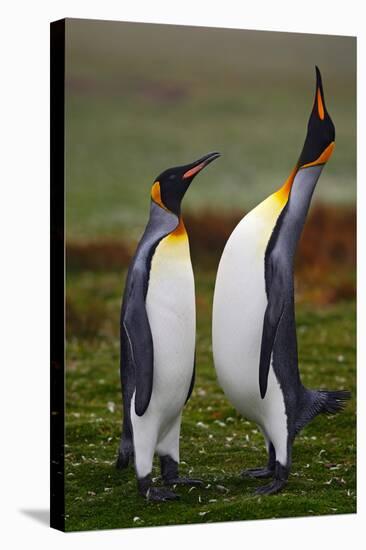 Pair of Penguins. Small and Big Bird. Male and Female of Penguin. King Penguin Couple Cuddling in W-Ondrej Prosicky-Premier Image Canvas