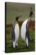 Pair of Penguins. Small and Big Bird. Male and Female of Penguin. King Penguin Couple Cuddling in W-Ondrej Prosicky-Premier Image Canvas