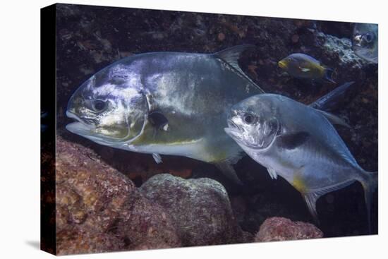 Pair of Permit (Trachinotus Falcatus)-Stephen Frink-Premier Image Canvas