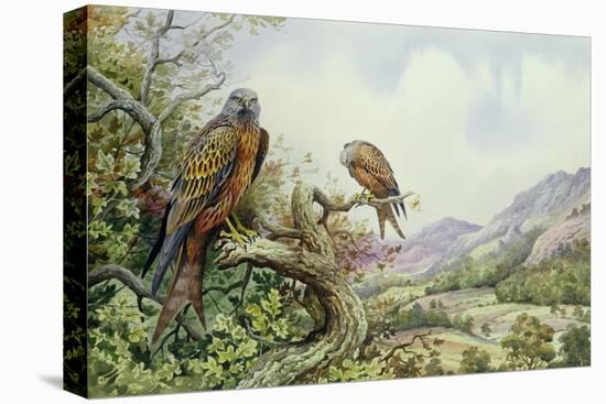 Pair of Red Kites in an Oak Tree-Carl Donner-Premier Image Canvas