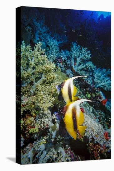 Pair of Red Sea Bannerfish at Daedalus Reef, Red Sea, Egypt-Ali Kabas-Premier Image Canvas