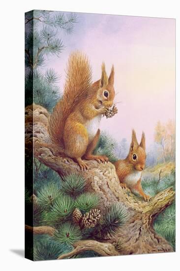 Pair of Red Squirrels on a Scottish Pine-Carl Donner-Premier Image Canvas