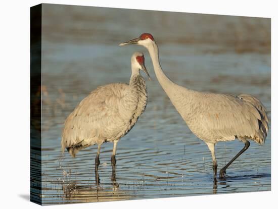 Pair of sandhill cranes Bosque del Apache National Wildlife Refuge, New Mexico-Maresa Pryor-Premier Image Canvas