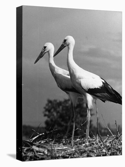 Pair of the Many Storks in the City of Copenhagen-John Phillips-Premier Image Canvas