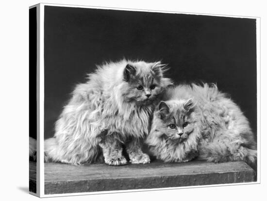 Pair of Very Fluffy Blue Persian Cats Sit Together-null-Premier Image Canvas