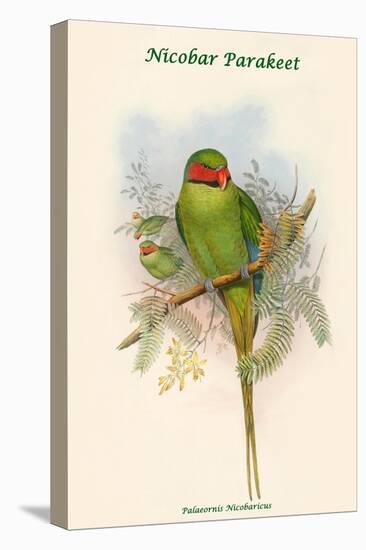 Palaeornis Nicobaricus - Nicobar Parakeet-John Gould-Stretched Canvas