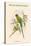 Palaeornis Rosa - Blossom-Headed Parakeet-John Gould-Stretched Canvas