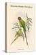 Palaeornis Rosa - Blossom-Headed Parakeet-John Gould-Stretched Canvas