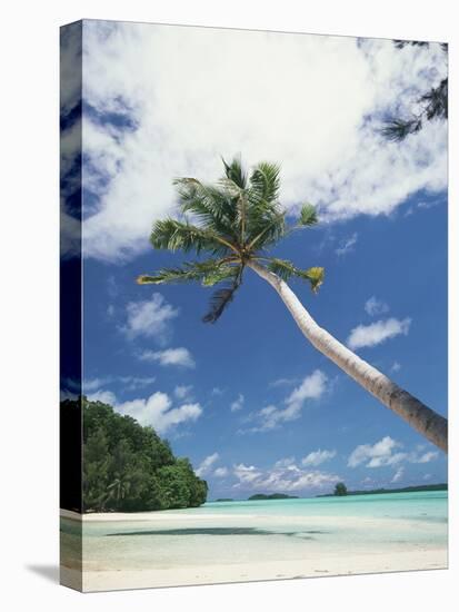 Palau, Palm Trees Along Tropical Beach-Stuart Westmorland-Premier Image Canvas