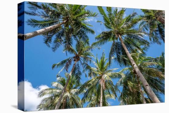 Palawan Palm Trees II-Richard Silver-Premier Image Canvas