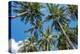 Palawan Palm Trees II-Richard Silver-Premier Image Canvas