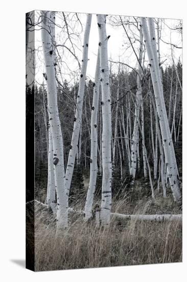 Pale Bark I-Danny Head-Premier Image Canvas