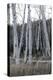 Pale Bark I-Danny Head-Premier Image Canvas