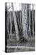 Pale Bark II-Danny Head-Premier Image Canvas