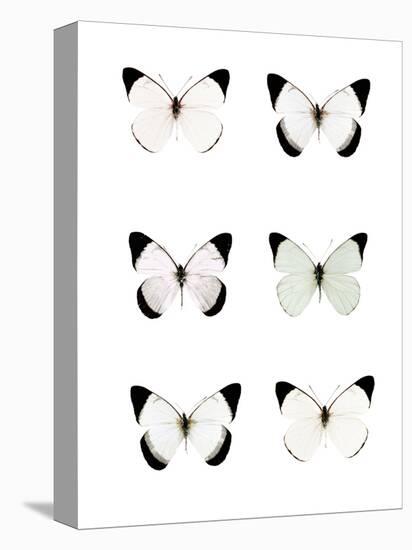 Pale Butterflies 6-Tracey Telik-Premier Image Canvas