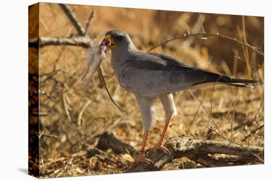 Pale Chanting Goshawk Eating Rodent-Mary Ann McDonald-Premier Image Canvas