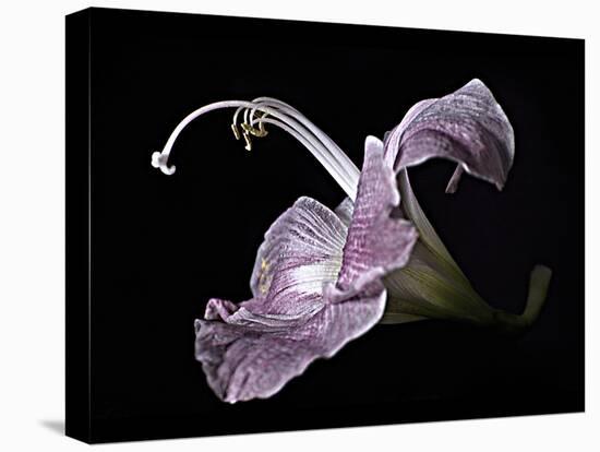 Pale Pink Lily-Lori Hutchison-Premier Image Canvas