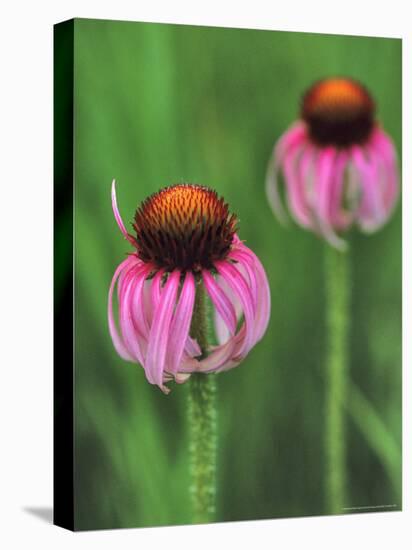 Pale Purple Coneflower-Chuck Haney-Premier Image Canvas