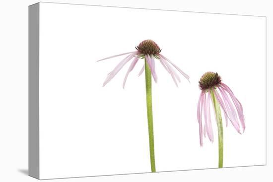 Pale Purple Coneflowers. Marion County, Illinois, USA.-Richard & Susan Day-Premier Image Canvas