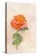 Pale Rose, 1980s-George Adamson-Premier Image Canvas