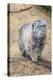 Pallas Cat-Charlie Harding-Premier Image Canvas