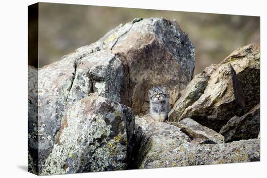 Pallas's cat kitten waiting for mother to return, Mongolia-Paul Williams-Premier Image Canvas