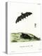 Pallas's Long-Tongued Bat-null-Premier Image Canvas