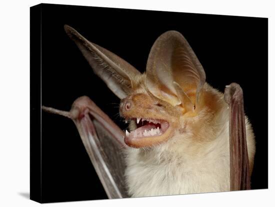 Pallid Bat (Antrozous Pallidus) in Captivity, Hidalgo County, New Mexico, USA, North America-James Hager-Premier Image Canvas