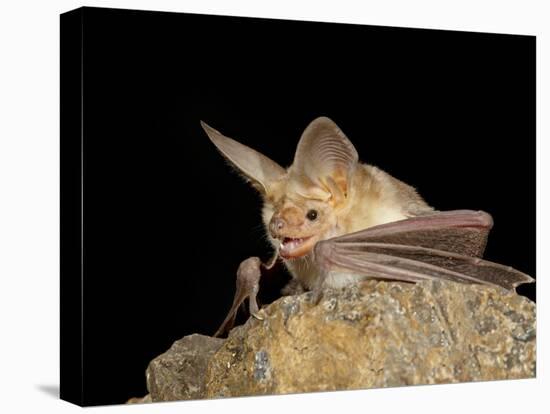 Pallid Bat (Antrozous Pallidus) in Captivity, Hidalgo County, New Mexico, USA, North America-James Hager-Premier Image Canvas