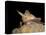 Pallid Bat (Antrozous Pallidus) in Captivity, Hidalgo County, New Mexico, USA, North America-James Hager-Premier Image Canvas