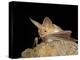 Pallid Bat (Antrozous Pallidus) in Captivity, Hidalgo County, New Mexico, USA, North America-James Hager-Premier Image Canvas