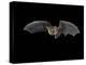 Pallid Bat in Flight, Near Portal, Arizona, USA-James Hager-Premier Image Canvas