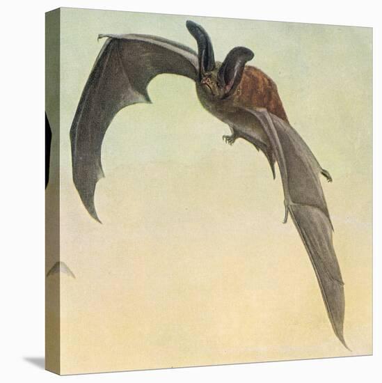 Pallid Bat-Louis Agassiz Fuertes-Premier Image Canvas